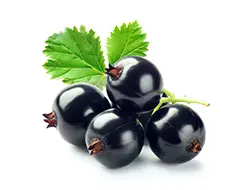 Blackcurrant Extract Blackcurrants